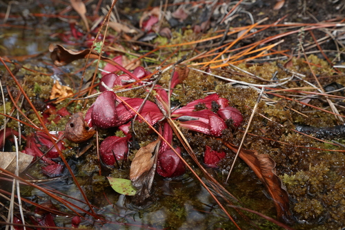 Sarracenia psittacina