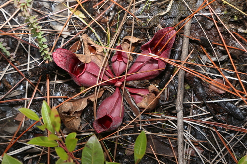 Sarracenia rosea