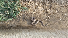 Hypsiglena ochrorhynchus klauberi