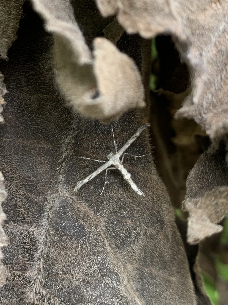 Adaina scalesiae