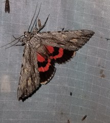 Catocala coccinata