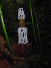 Staheliomyces cinctus