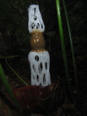 Staheliomyces cinctus