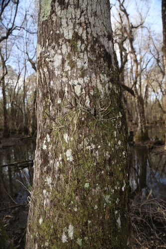 Image of Epidendrum conopseum by (c) Reid Hardin, some rights reserved (CC BY)