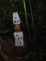 Staheliomyces cinctus