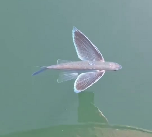 Whitetip flyingfish (Cheilopogon xenopterus) — Exocoetidae — 5