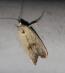 Ponometia tortricina