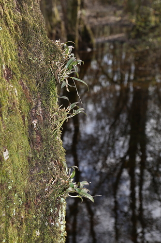 Image of Epidendrum conopseum by (c) Reid Hardin, some rights reserved (CC BY)