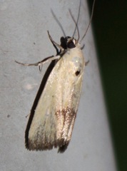 Ponometia tortricina