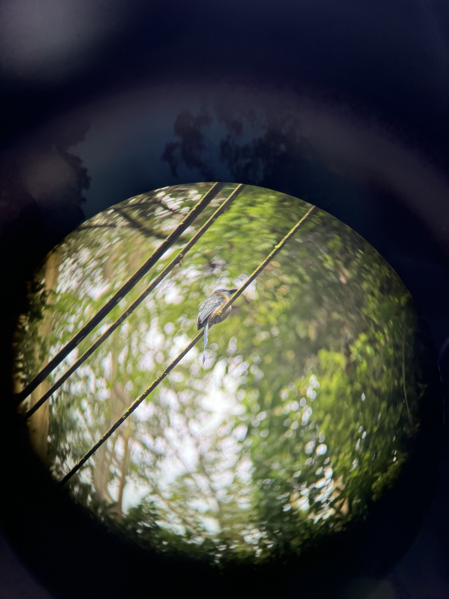 Keel-billed Motmot (Electron carinatum), photo 3