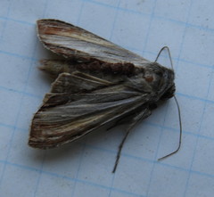 Cucullia convexipennis