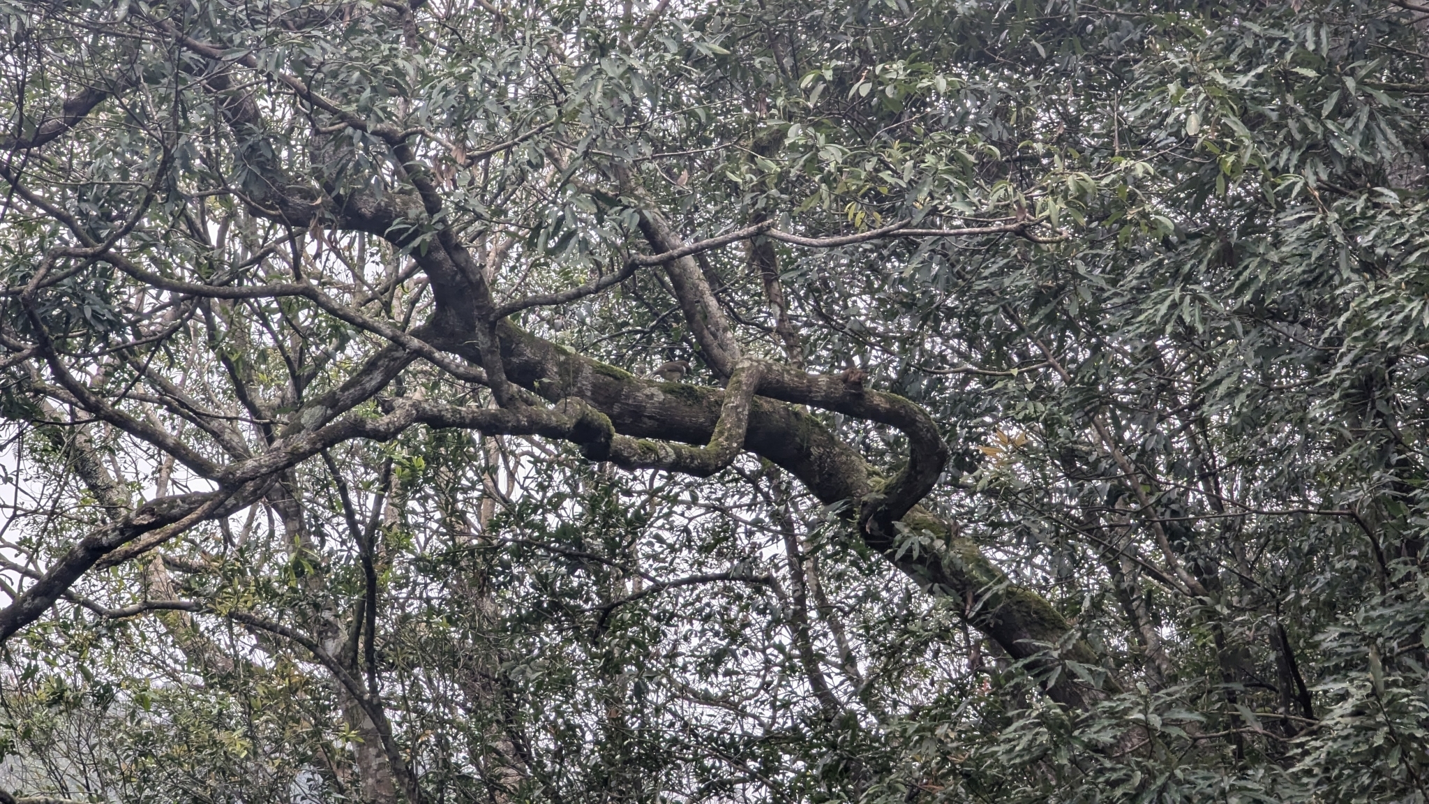 Rufous-crowned Laughingthrush