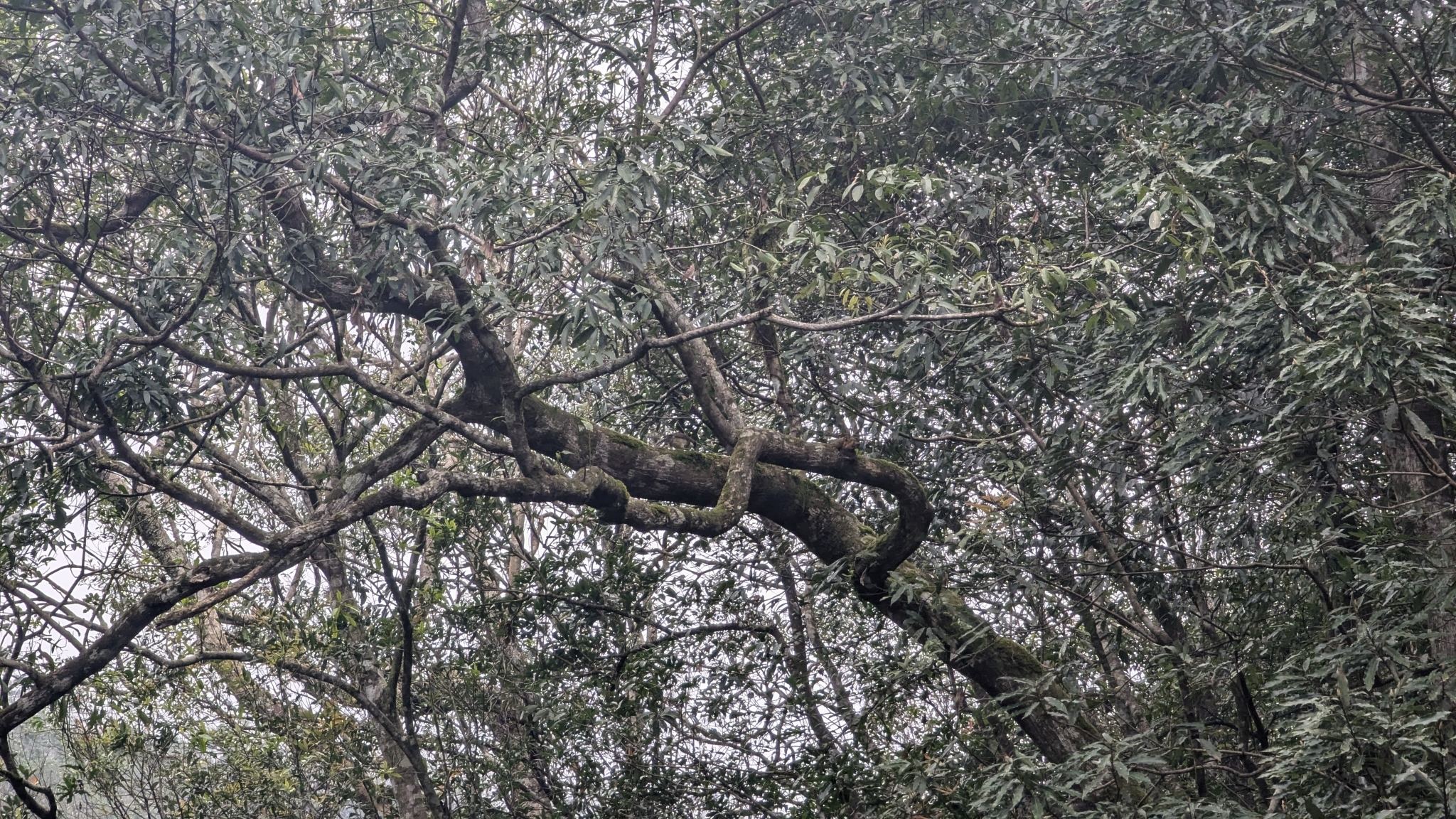 Rufous-crowned Laughingthrush