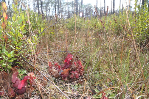Sarracenia rosea