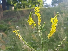 Melilotus officinalis