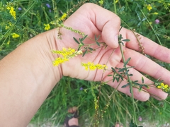 Melilotus officinalis