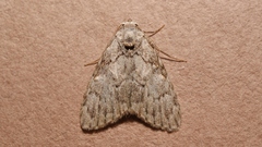 Meganola strigula