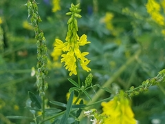 Melilotus officinalis