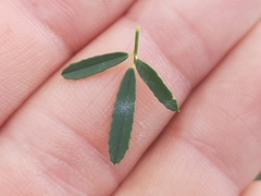 Melilotus officinalis