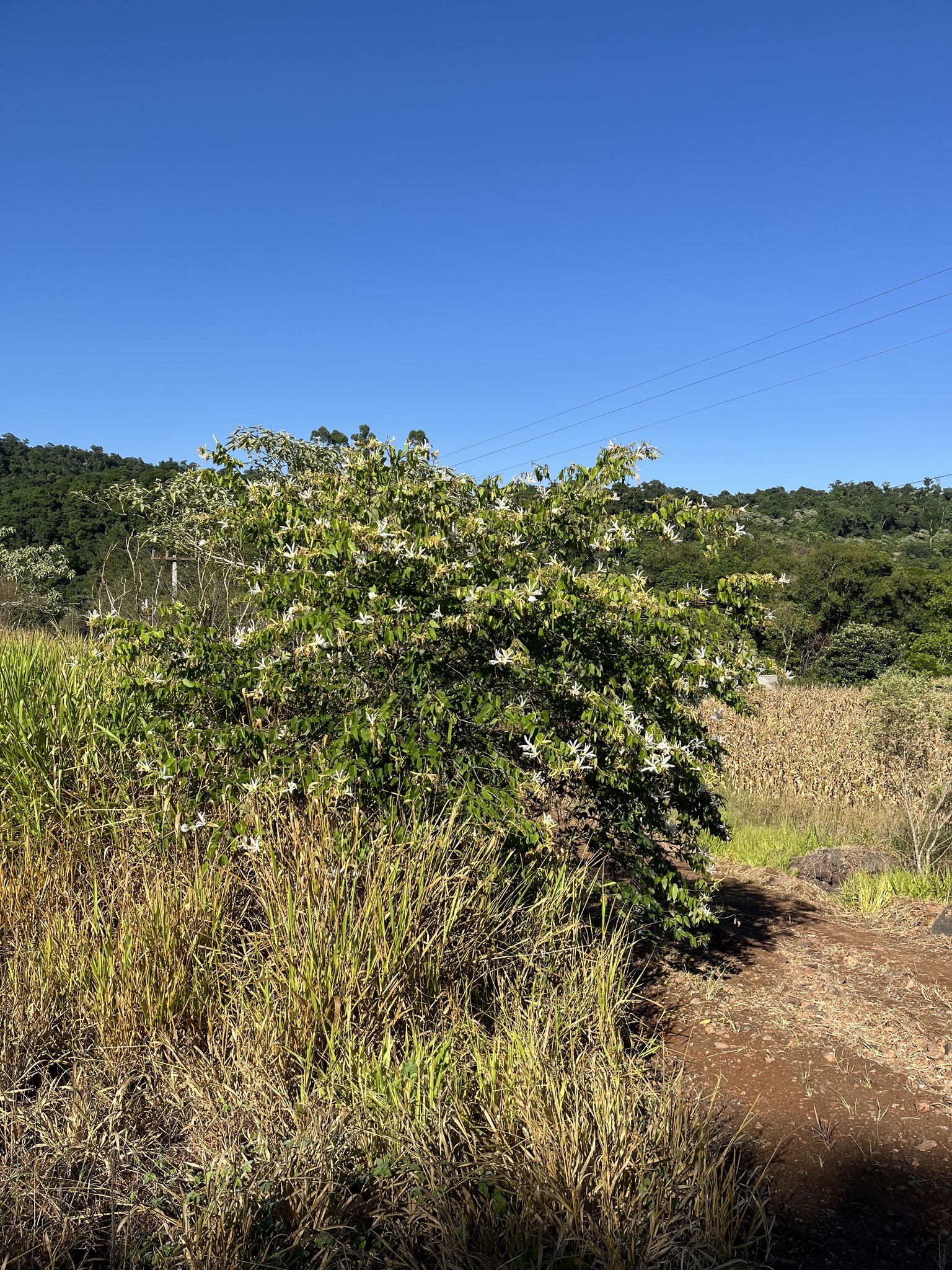 Imagem de Pata-de-vaca