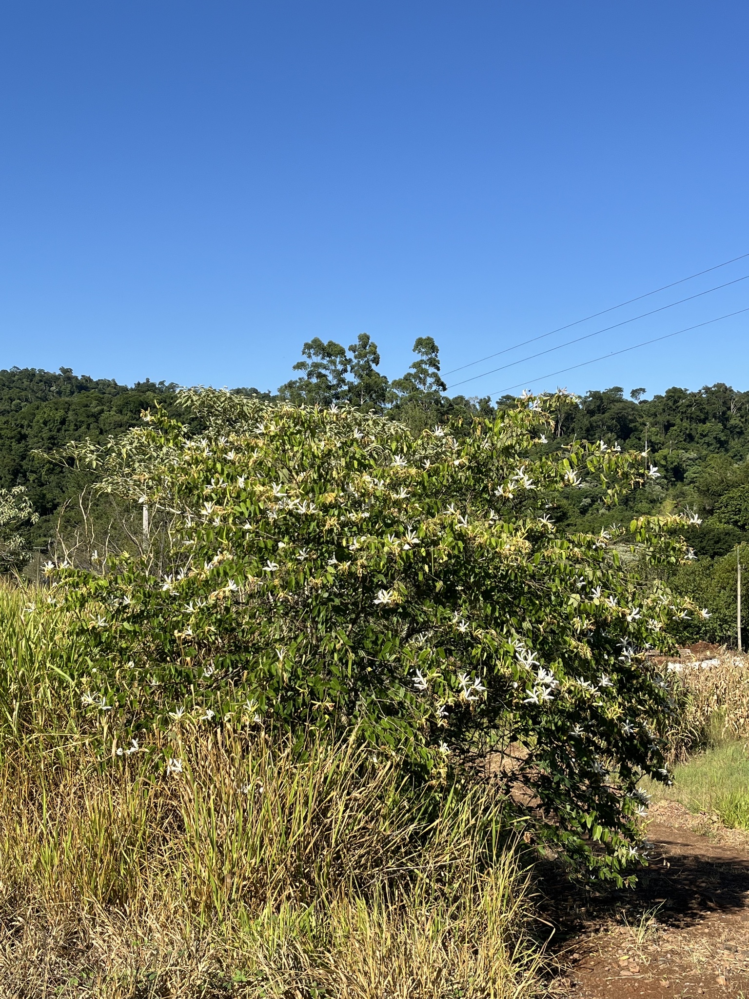 Imagem de Pata-de-vaca