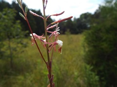 Oenothera filipes