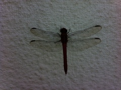 Anisoptera