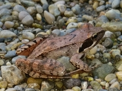 Rana latastei