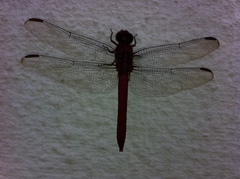 Anisoptera