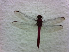 Anisoptera