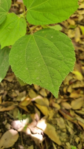 Foto de Cipó-chumbo