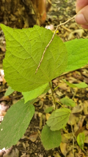 Foto de Cipó-chumbo