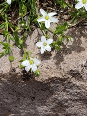 Minuartia