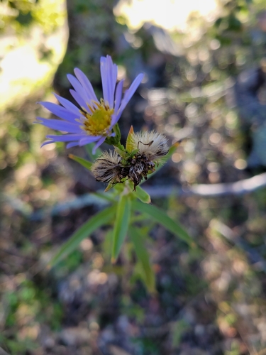 iNaturalist observation photo of asters and allies