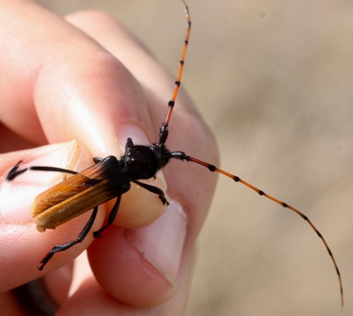Tragidion deceptum