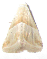 Eublemma rivula
