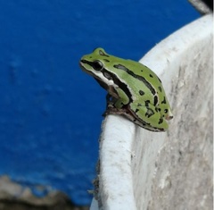 Hyla eximia