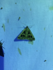 Callistege intercalaris