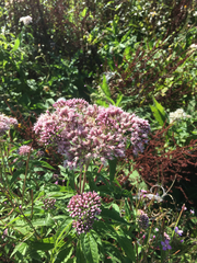 Eupatorium cannabinum