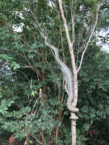Coastal Carpet Python sighting