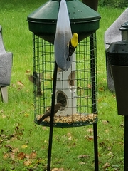 Spinus tristis