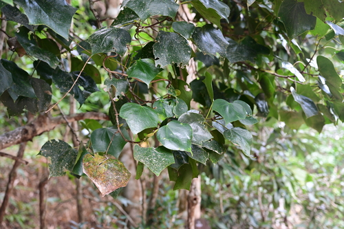 Chunia bucklandioides