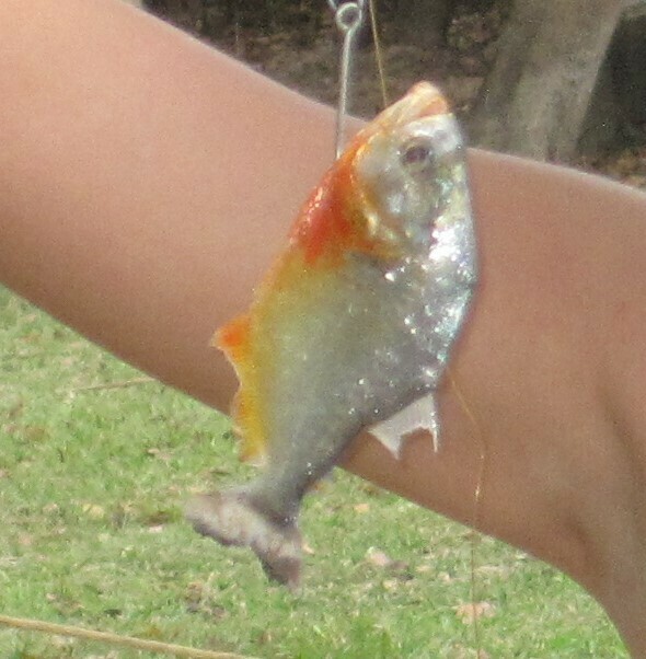 Medina's Piranha