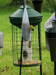 Spinus tristis