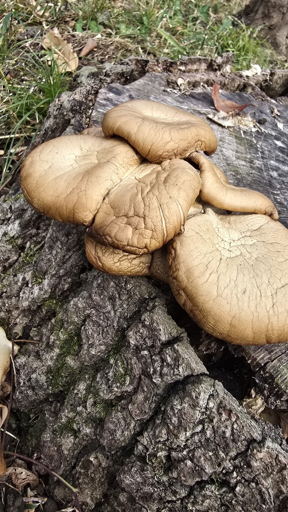 Pleurotus ostreatus · January 2025 · photo: © xanthosia (iNaturalist, cc-by)