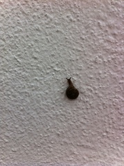 Polygyridae