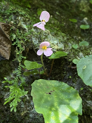 Begonia subperfoliata