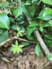 Medeola virginiana