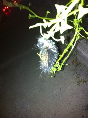 Lepidoptera