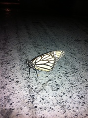 Danaus plexippus